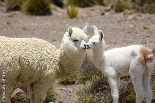 Two white alpacas in Peru © Jakub.it