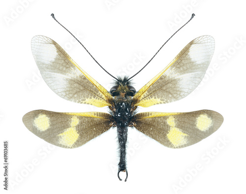 Ascalaphus Libelloides macaronius photo