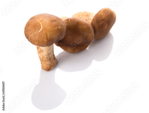 Edible mushroom over white background