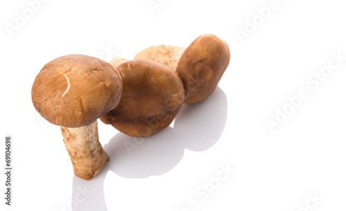 Edible mushroom over white background