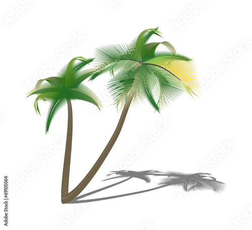 Isolated palm trees with shade. Vector illustration