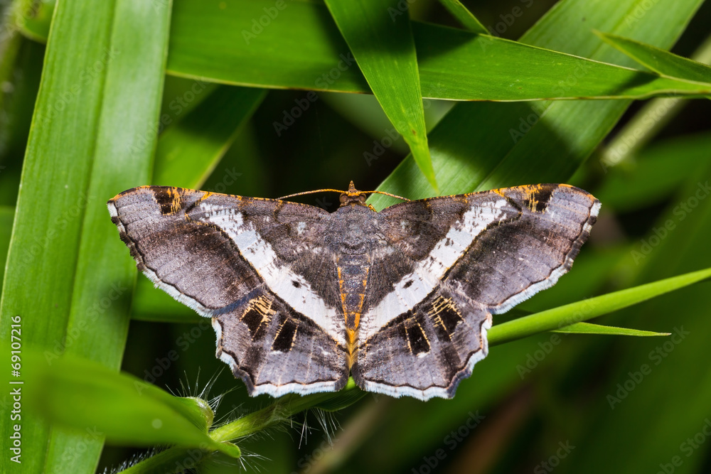 Obraz premium Semiothisa eleonora moth