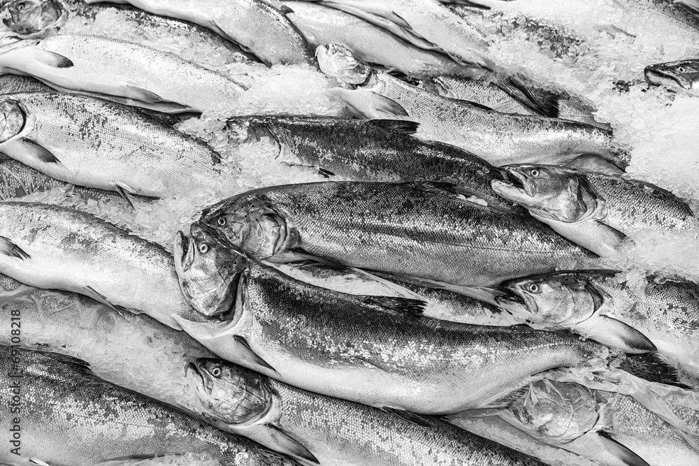 Obraz premium Salmon On Ice
