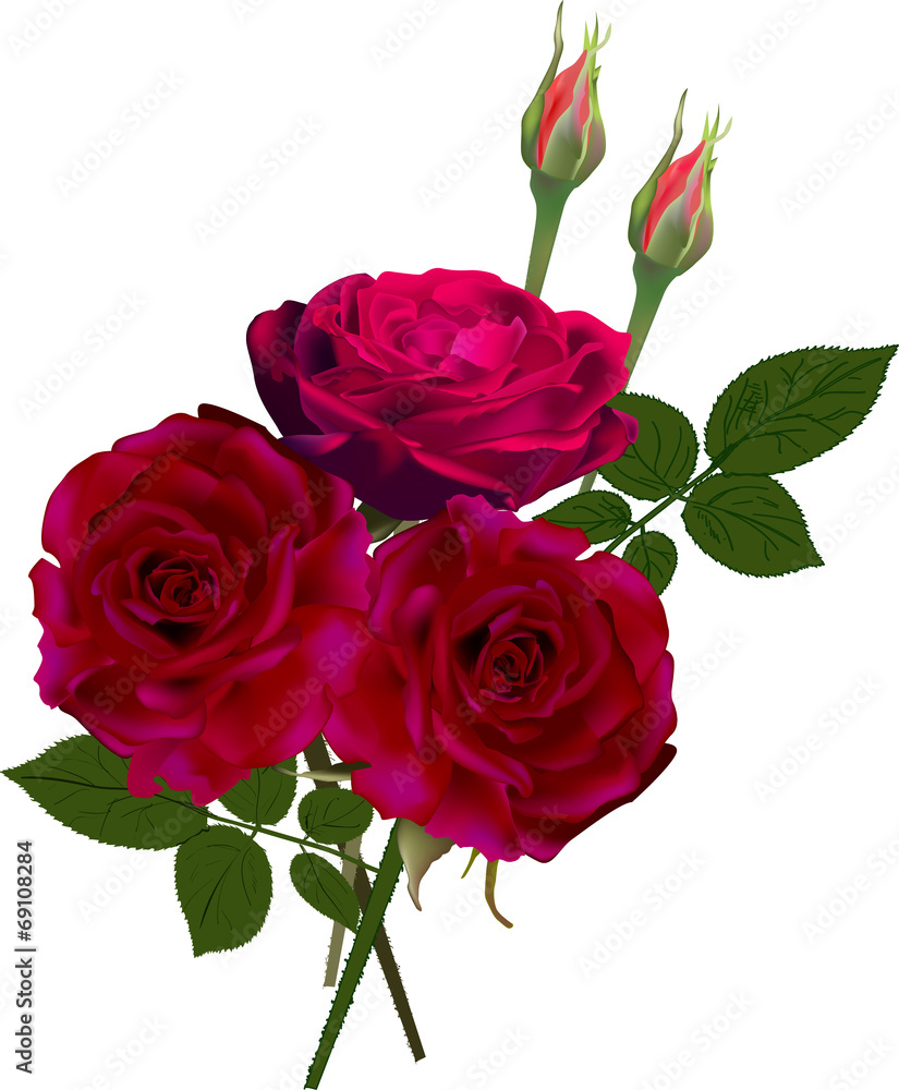 dark red rose flower and two buds isolated on white