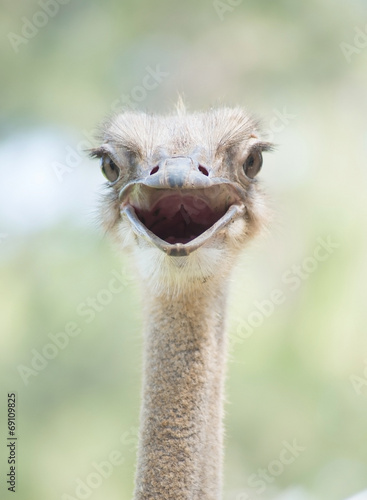 Ostrich head close up © Allen.G