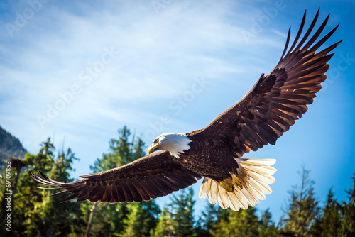 North American Bald Eagle in mid flight, on the hunt