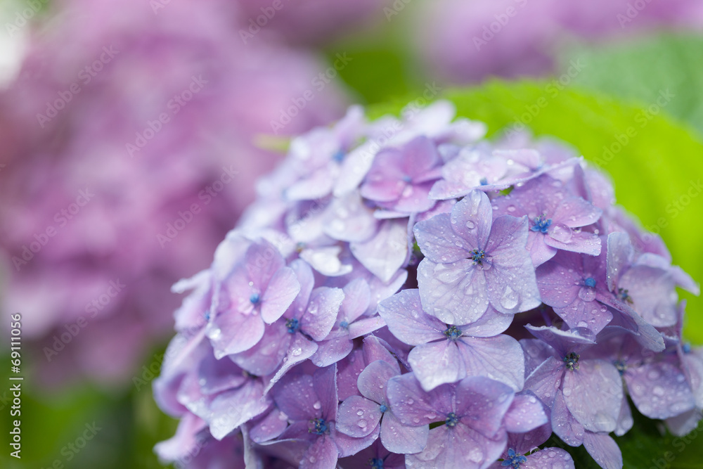 アジサイの花 アジサイの花