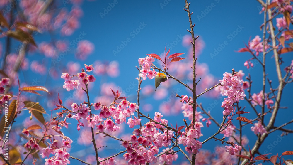 Thai Sakura with Bird