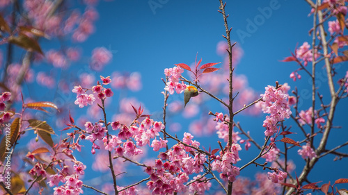 Thai Sakura with Bird