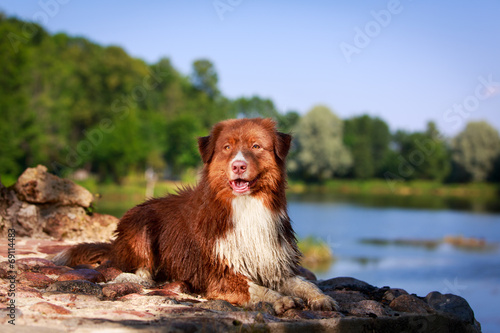 Fototapeta Naklejka Na Ścianę i Meble -  Australian shepherd dog