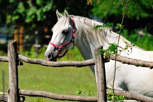 Photos Portrait of Lipizzaner stallion