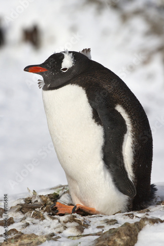 Gentoo penguin sitting in old nest winter day