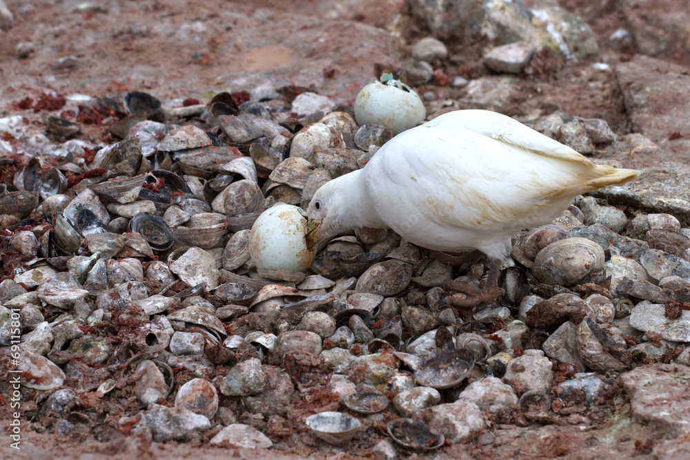 Snowy Sheathbil who eats egg penguin in thrown by nest Snowy Sheathbil who eats egg penguin in thrown by nest
