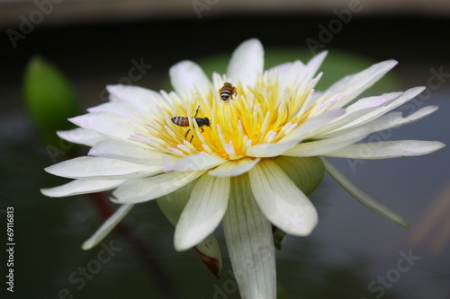 Thai lotus water lily White color