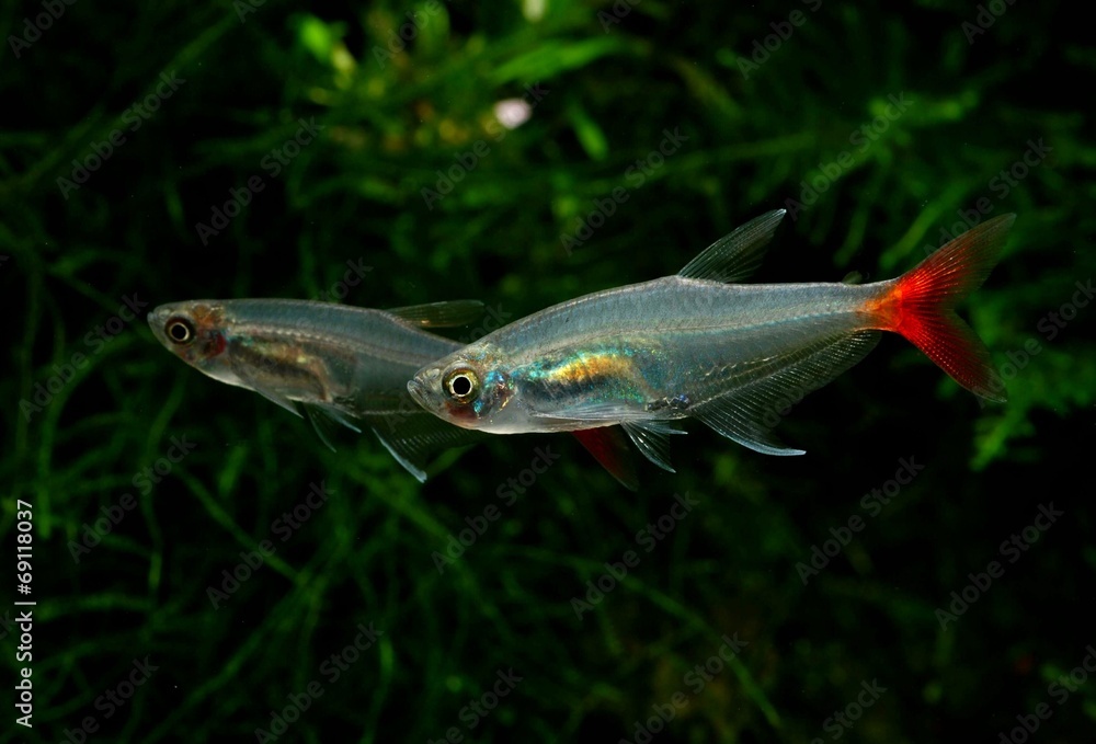 グラスブラッドフィンテトラ Stock Photo Adobe Stock