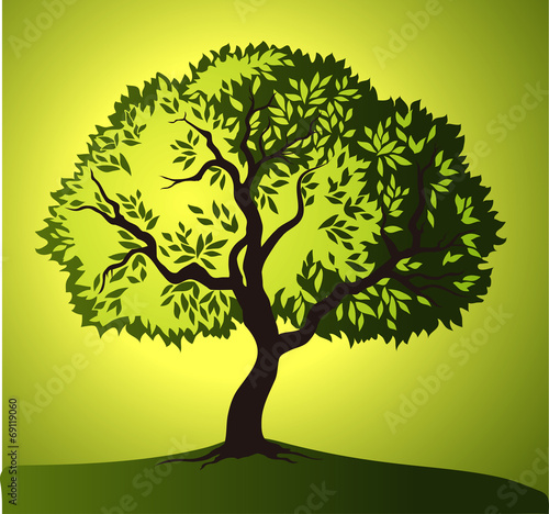 Olive tree . green tree. yellow green leaves