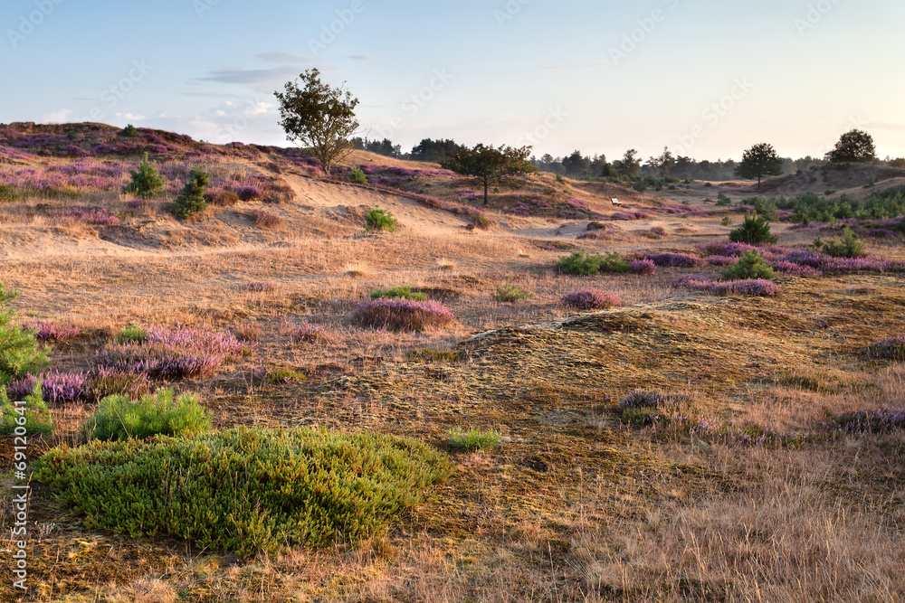 morning on sand dunes with flowering heather morning on sand dunes with flowering heather