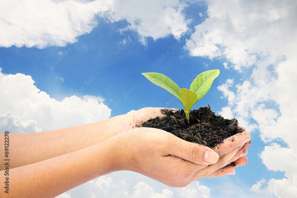 woman hand holding a little green tree plant woman hand holding a little green tree plant