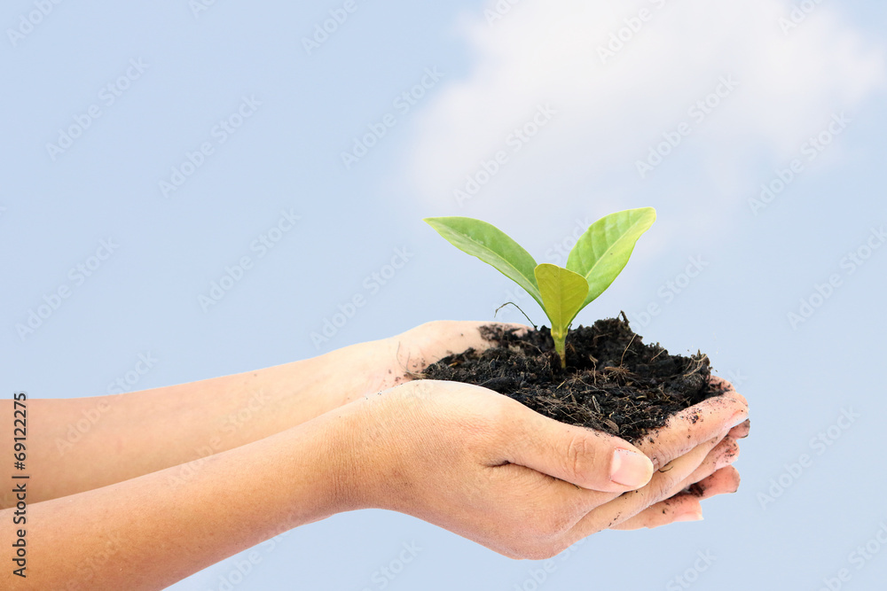 woman hand holding a little green tree plant woman hand holding a little green tree plant