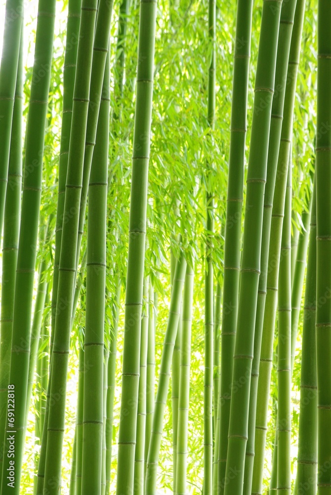 Naklejka premium Zielony bambusowy las