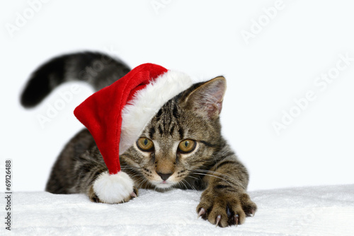 Fototapeta Naklejka Na Ścianę i Meble -  Kätzchen