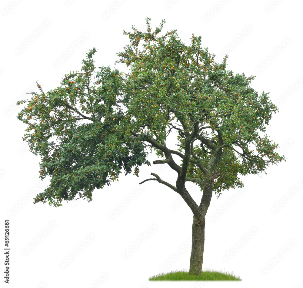 Freigestellter alter Mirabellenbaum mit vielen reifen Früchten