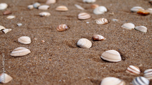 small shells in wet sand