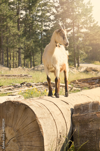 goat in nature standing on the tree