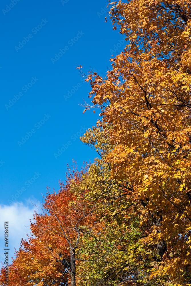 Fototapeta premium Eté indien