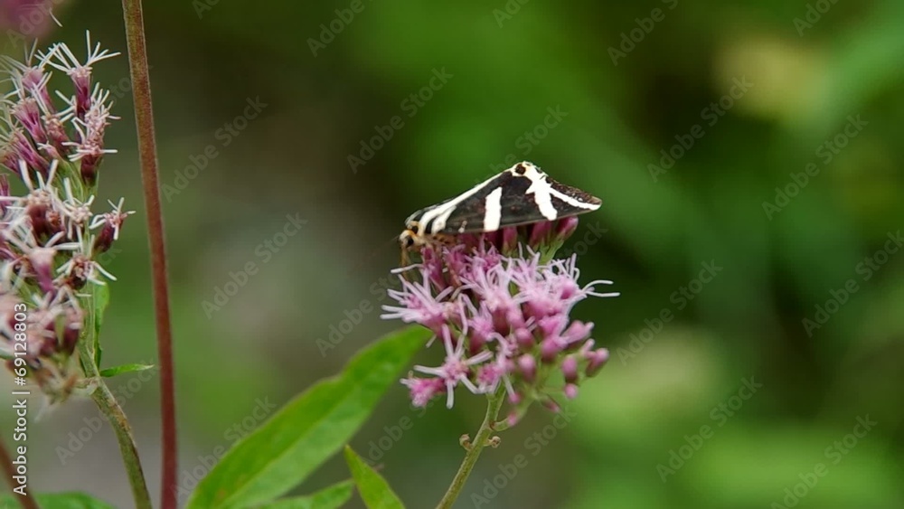 Jersey Tiger butterfly, Euplagia quadripunctaria Jersey Tiger butterfly, Euplagia quadripunctaria
