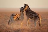 Fighting plains zebras, Etosha National Park