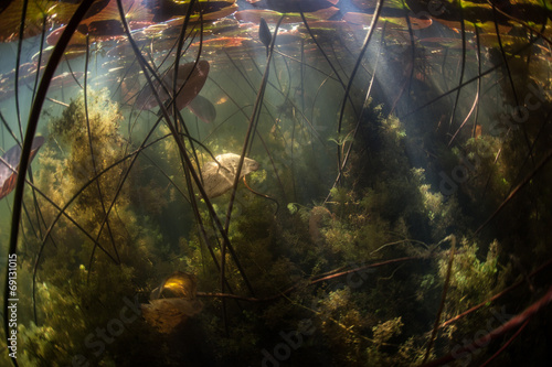 Freshwater Jungle #69131015
