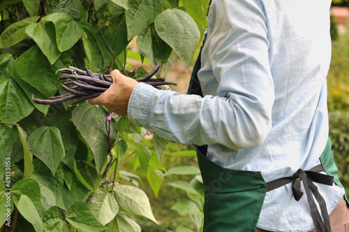 cueillette d'haricots photo