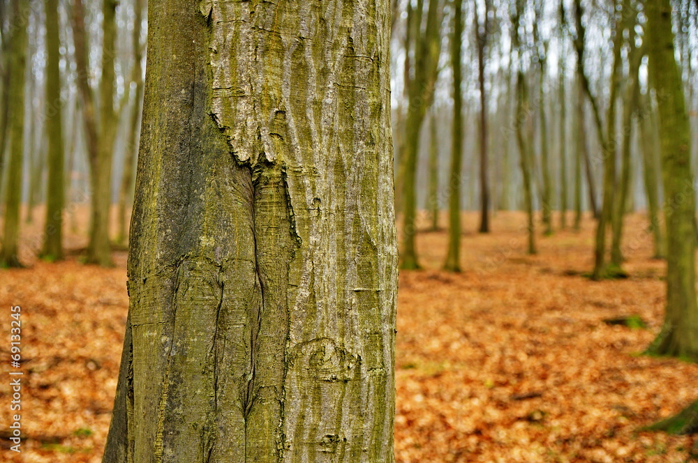Obraz premium Autumn forest