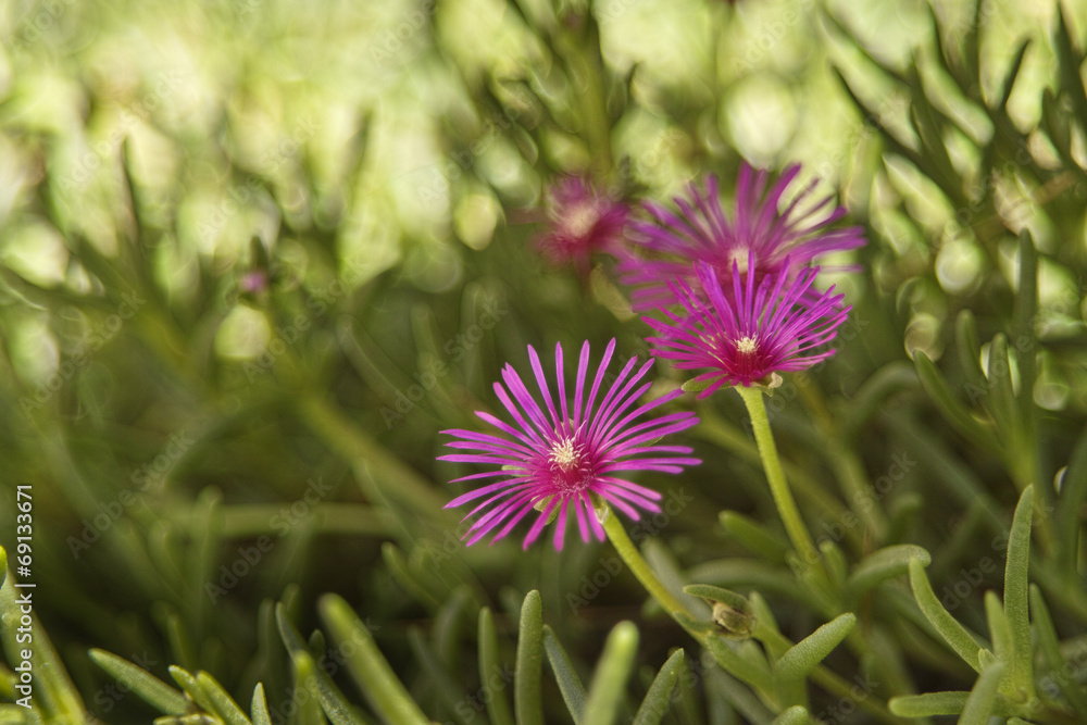 Obraz premium Blumen