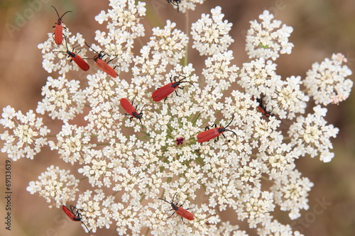 Lygistopterus sanguineus, flores Zanahoria silvestre. photo