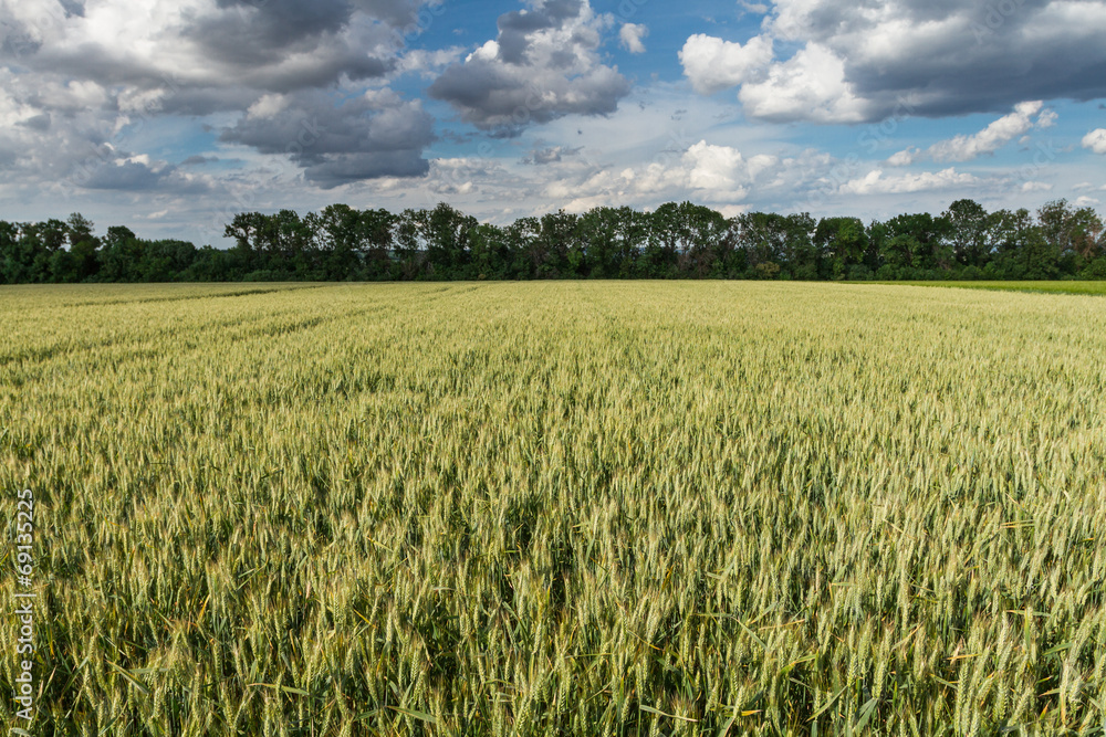 landscape of wheat field in summer