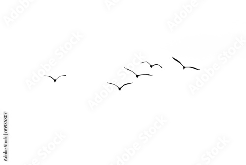 flock of birds on a white background © schankz
