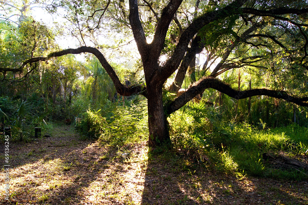 Naklejka premium backlit oak tree in morning