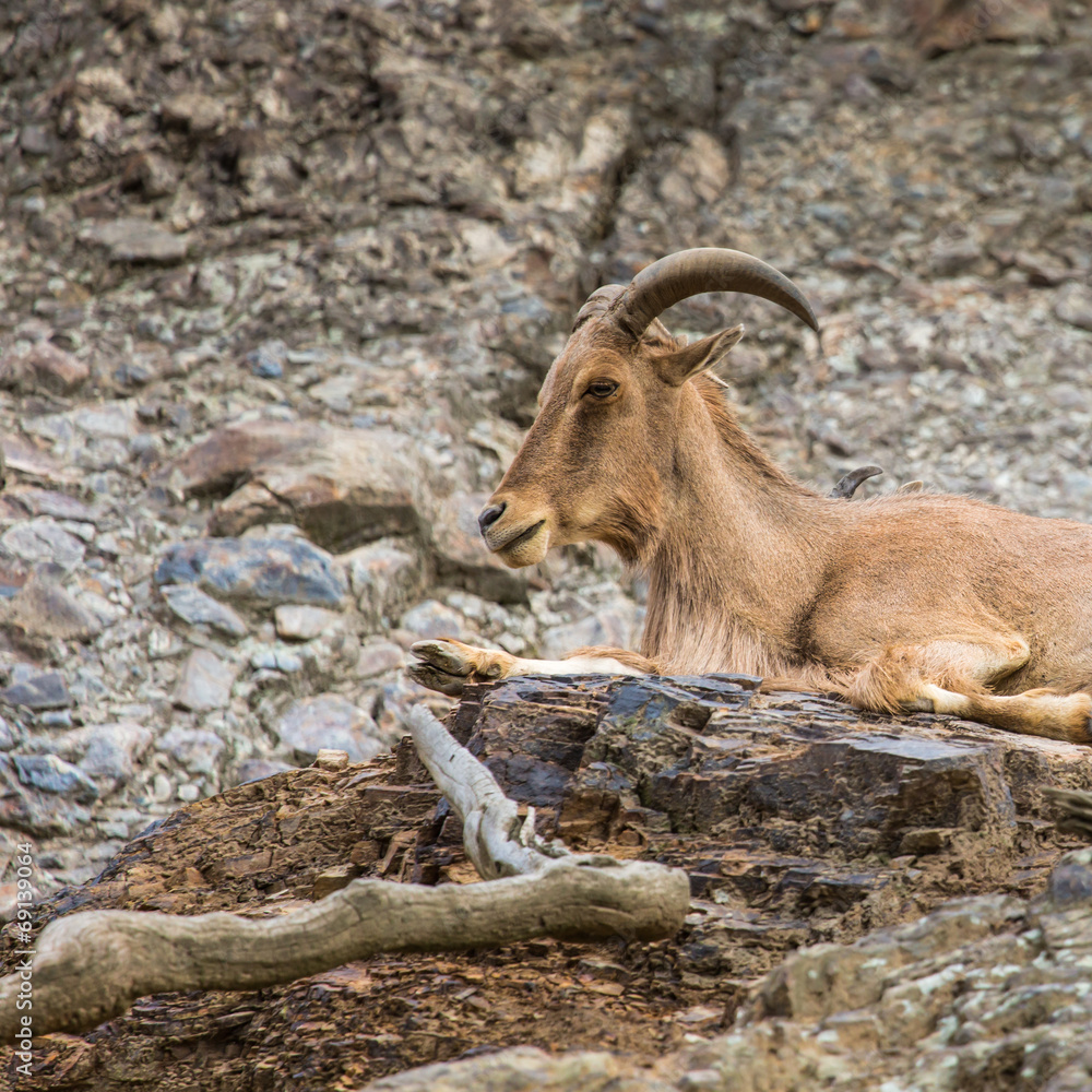 West caucasian tur goat in nature.
