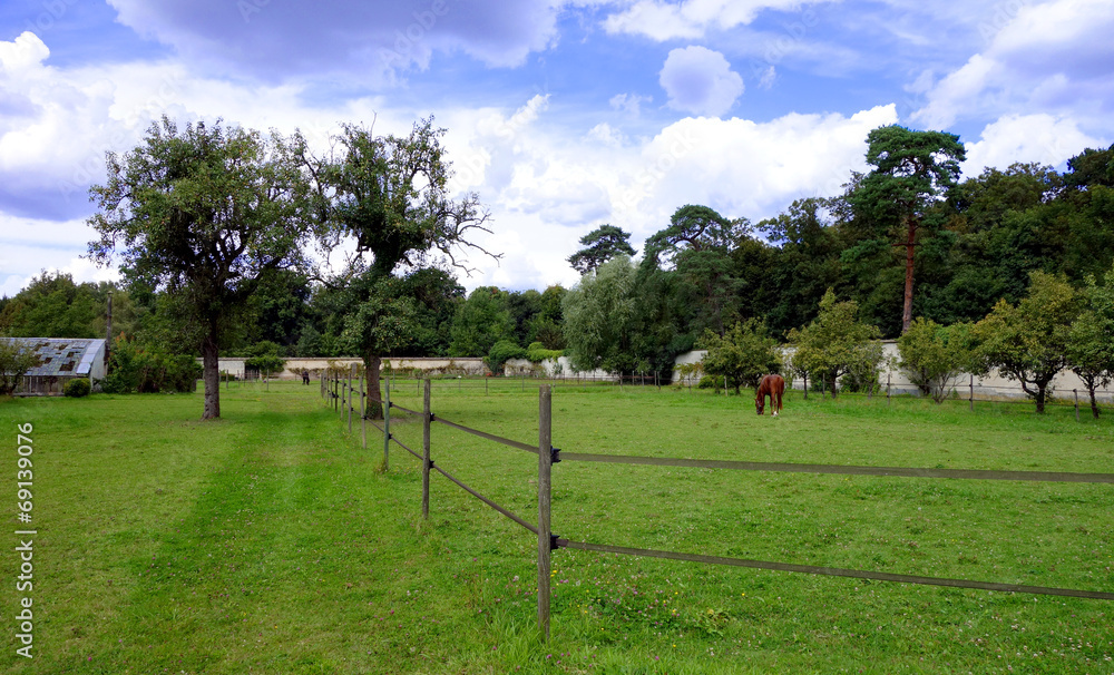 Un cheval dans son enclos