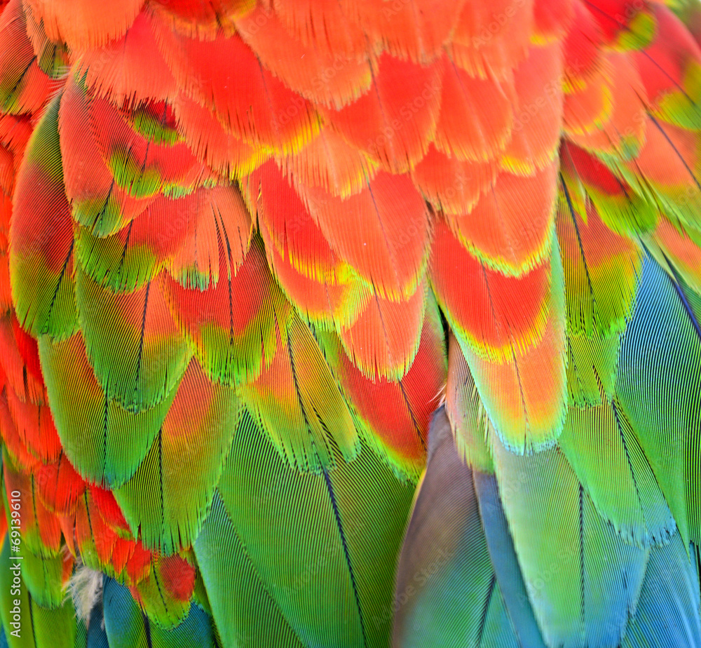 Obraz premium Beautiful colorful high detailed Macaw feathers