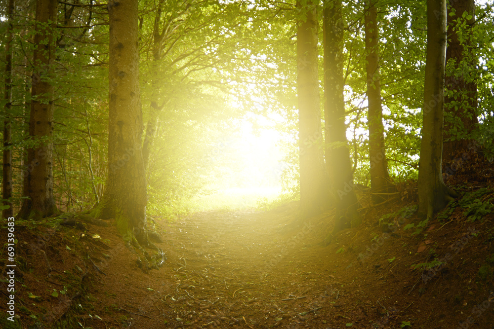 Obraz premium Waldweg