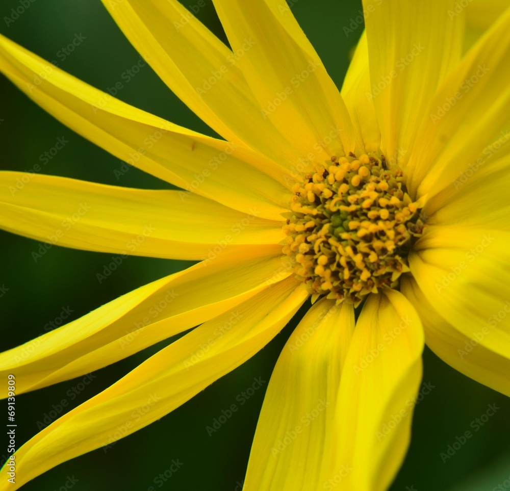 Sommerblume gelb Sommerblume gelb