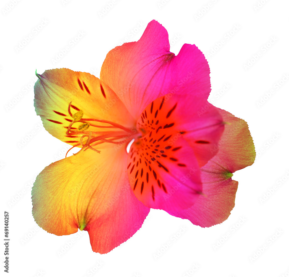 Colorful alstroemeria flower, isolated on white