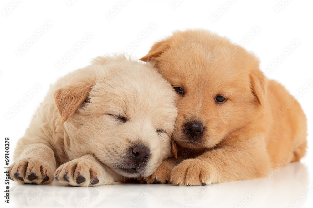 Two cute Chow-chow puppies,  isolated over white background - obrazy, fototapety, plakaty 