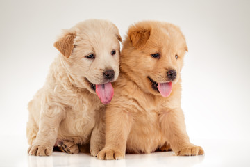Two cute Chow-chow puppies,  isolated over white background
