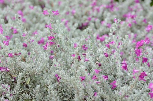 Beautiful flower for background.