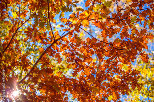 Autumn leaves and defocused background
