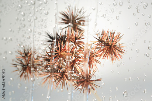 Sedge flower. ,view through the glass on rainy day